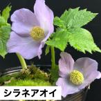 シラネアオイ 大株 多芽 山野草 茶花 春の花