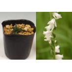 ネジバナ モジズリ 白花 日本産 山野草