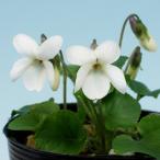  белый цветок запах s Mille 