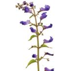 タカクマヒキオコシ 茶花 山野草
