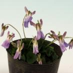 tachitsu Boss Mille много . японский фиолетовый s Mille луговые и горные травы 