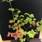 te Мали can bok Hanaki саженец садовое дерево растение . лист 