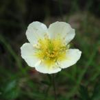  подбородок gruma луговые и горные травы 