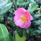 ���X�P �� �c �c�o�L ����