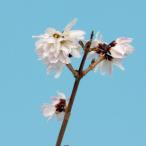 uchiwanoki... дерево белый цветок Len gyo