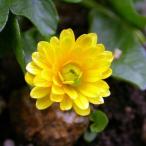 . -слойный .ryu поплавок nka луговые и горные травы 