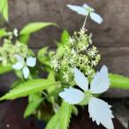 ヤクシマアジサイ 屋久島アジサイ 紫陽花