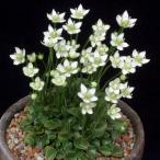 屋久島梅鉢草 ヤクシマウメバチソウ 山野草