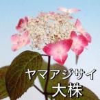 ショッピングアジサイ ヤマアジサイ 苗 クレナイ 紅 大株 2024年開花見込株