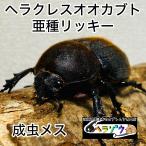  Hercules oo Kabuto . вид Ricky взрослое насекомое женский * 65mmUP