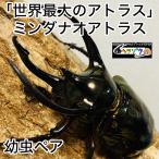  Chalcosoma atlas личинка пара mindanao Atlas 