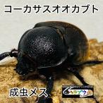 [ немедленно желтохвост ]ko-ka подвеска oo Kabuto взрослое насекомое женский *