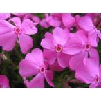芝桜苗マックダニエルクッション濃ピ...