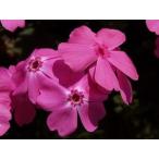 芝桜苗マックダニエルクッション濃ピ...