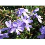 芝桜苗オーキントンブルースカイブル...
