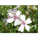 芝桜苗アメージンググレース白花赤ド...