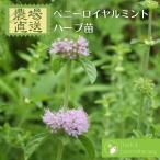 pe колено Royal мята megsa - ka трава рассада 9vp 3 номер pot Pennyroyal mint