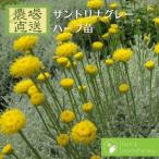 サントリナグリーンコットンラベンダ...