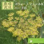 スウィートフェンネルウイキョウフヌ...