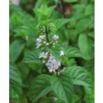  Gin ja- мята красный мята трава рассада 9vp 3 номер pot Ginger mint Red mint