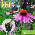 エキナセア ムラサキバレンギク エキナケア ハーブ苗 9vp 3号ポット Echinacea