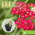  common ya low ya low красный ya low красный seiyou пила saw трава рассада 9vp 3 номер pot Common Yarrow Red