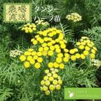  язык ji-yomogigikezoyomogigik золотой кнопка трава рассада 9vp 3 номер pot Tansy