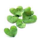  гербарий материалы для цветочной композиции Heart leaf * консервированный lime зеленый 