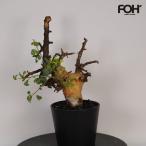 F20 コミフォラ・カタフ ピュア 発根済み 現地球の魅力と育て方