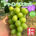 訳あり シャインマスカット 産地直送 予約受付 約1.2kg(2房見当) 島根県産 ご家庭用 発送は8月中旬~9月下旬順次発送 フルーツ 葡萄 ふぞろい有