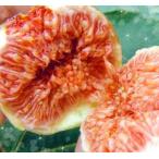 完熟いちじく約３００ｇ×３パック入...