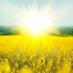 Yahoo! Yahoo!ショッピング(ヤフー ショッピング)（ アートパネル ） Petit Canvas Art 幸運 300x300mm ポスター アート インテリア 贈り物