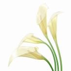 Yahoo! Yahoo!ショッピング(ヤフー ショッピング)（ アートパネル ） Petit Canvas Art White Calla 300x300mm ポスター アート インテリア 贈り物