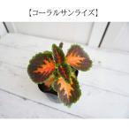 生産者直送コリウスコーラルサンライ...