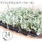 ディコンドラダイカンドラシルバーフ...