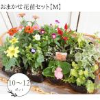 生産者直送！おまかせ花苗セット花苗...
