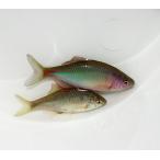 アカヒレタビラ　2〜3cm 10匹（タナゴ）日本淡水魚