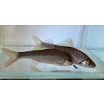 イチモンジタナゴ　Lサイズ　1ペア（タナゴ）淡水魚　川魚