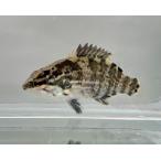 オヤニラミ　SSサイズ　1匹　（日本淡水魚）日淡
