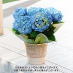 父の日 ギフト 花鉢 アジサイ（ブルー系） 日比谷花壇公式ショップ