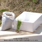 父の日 ギフト 鉢植え 育てるキット