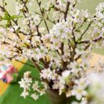 日比谷花壇公式 お正月 ボックスフラワー「啓翁桜」 正月飾り 2026 正月 花 正月飾り お正月飾り 正月花 フラワ お年賀 飾り 玄関 花 インテリア 正月 桜