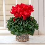 日比谷花壇公式 【お届けは12/20】お歳暮 花鉢 シクラメン「シュトラウス」(6号) 花 ギフト  鉢植え 6号 鉢 お歳暮 贈答品 プレゼント お花