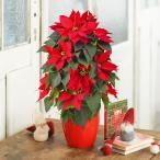 日比谷花壇公式 【お届けは11/21から