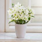 日比谷花壇公式 【お届けは12/10から12/20】クリスマス 花鉢 洋ラン デンドロビウム「エンジェルベイビーグリーンアイ」(4号)