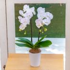 日比谷花壇公式 【お届けは11/20から12/30】お歳暮 花鉢 ミディ胡蝶蘭「天使のハゴロモ」(2本立ち)