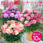 2026/3/31まで 母の日早期特典ポイント10倍！【日比谷花壇公式】母の日 3種類から選べるカーネーション鉢【モール限定】