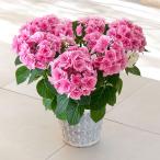 【日比谷花壇公式】母の日 アジサイ「クレインブーケ」7号