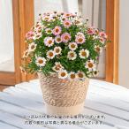 【販売終了】母の日 2024 花鉢 マーガレット「いちごみるく」 日比谷花壇 鉢花