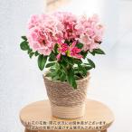 【販売終了】母の日 2024 花鉢 シャクナゲ (ピンク) 日比谷花壇 鉢花